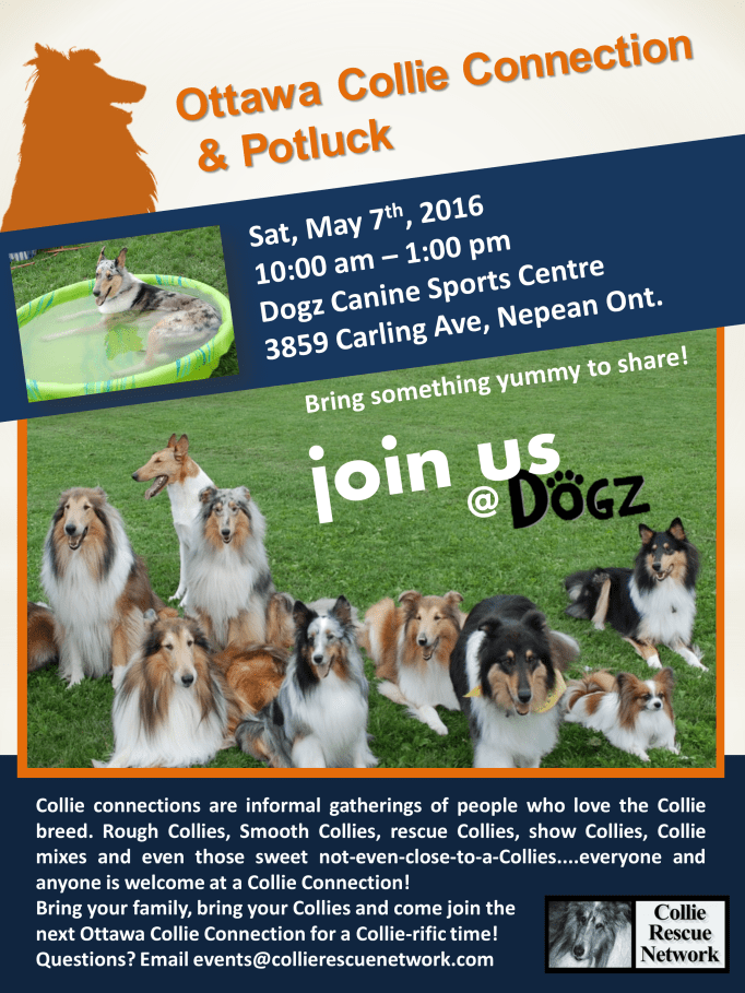 CollieConnection2016
